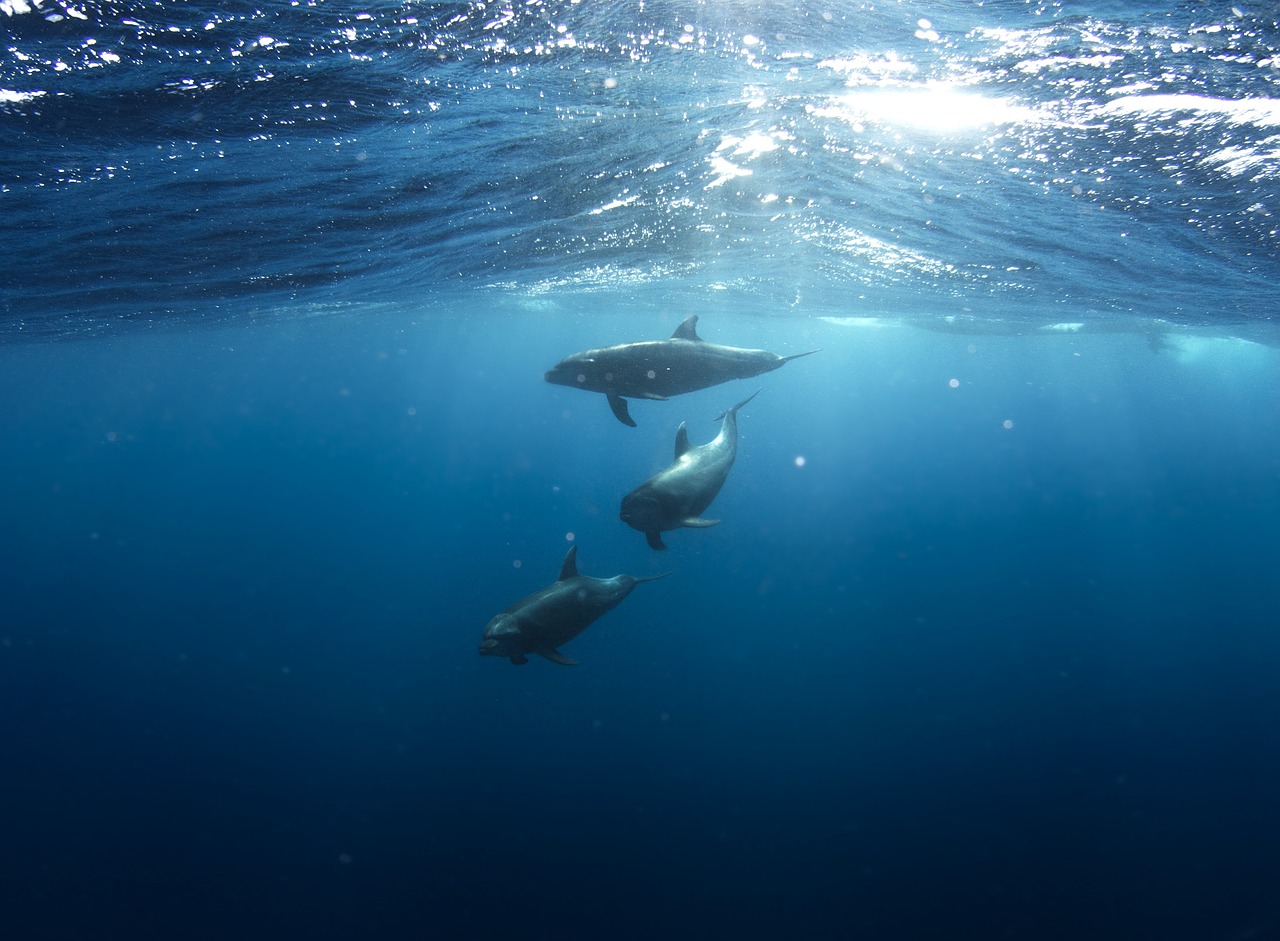 oceano